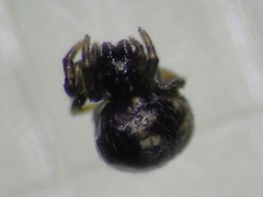 Thelacantha brevispina