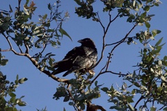 Corvus mellori