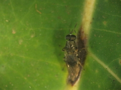 Adoxomyia heminopla