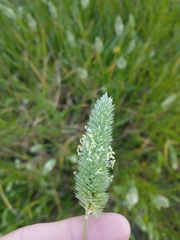 Phalaris minor