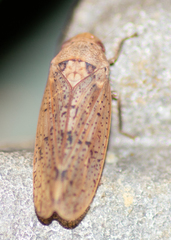 Ponana