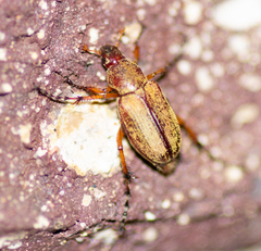 Macrodactylus subspinosus