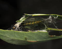 Cryptoptila australana