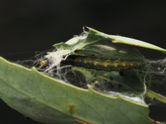 Cryptoptila australana