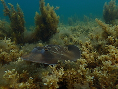 Trygonorrhina dumerilii