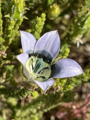 Roella ciliata