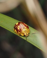 Paropsis maculata