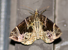 Gandaritis atricolorata