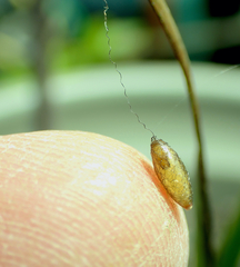 Meteorus pulchricornis