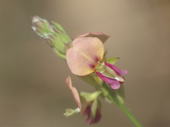 Alysicarpus tetragonolobus
