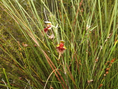 Calochilus grandiflorus