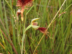 Calochilus grandiflorus