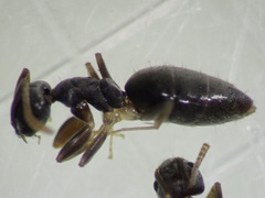 Technomyrmex vitiensis