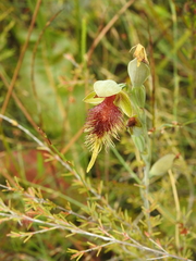 Calochilus grandiflorus