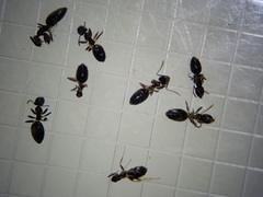 Technomyrmex vitiensis