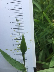 Dichanthelium scoparium