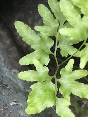 Pteris ensiformis