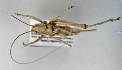 Pholidoptera griseoaptera