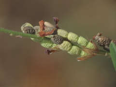 Alysicarpus tetragonolobus
