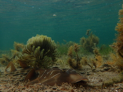 Trygonorrhina dumerilii