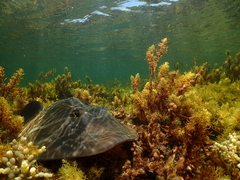 Trygonorrhina dumerilii