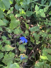 Commelina benghalensis