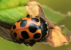 Ceratomegilla notata