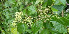 Ampelopsis glandulosa hancei