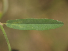 Alysicarpus tetragonolobus