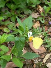 Eurema blanda