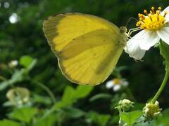 Eurema blanda arsakia