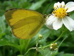 Eurema blanda arsakia