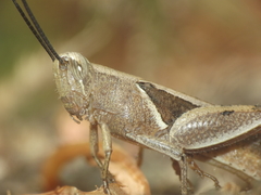 Stenocatantops splendens