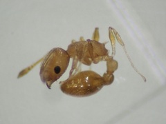 Cardiocondyla wroughtonii