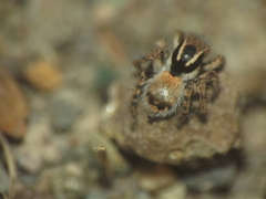 Stenaelurillus vyaghri