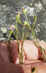 Vittadinia cuneata