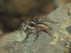 Stenaelurillus marusiki