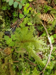 Dendrohypopterygium filiculiforme