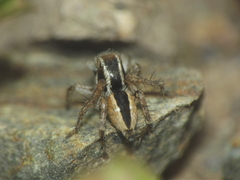 Stenaelurillus marusiki