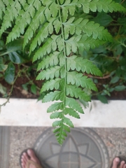 Microlepia