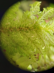 Dendrohypopterygium filiculiforme