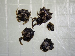 Thelacantha brevispina