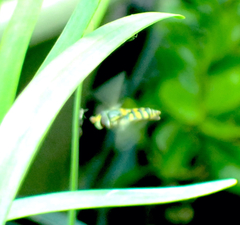 Ischiodon scutellaris