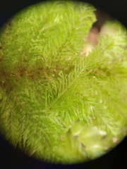 Dendrohypopterygium filiculiforme