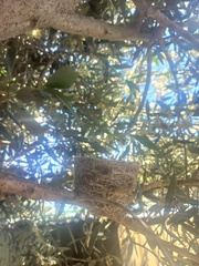 Rhipidura leucophrys