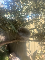 Rhipidura leucophrys