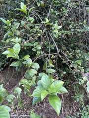 Maesa perlaria formosana