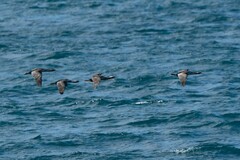 Phalacrocorax punctatus punctatus