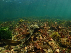 Trygonorrhina dumerilii