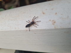 Lampona murina